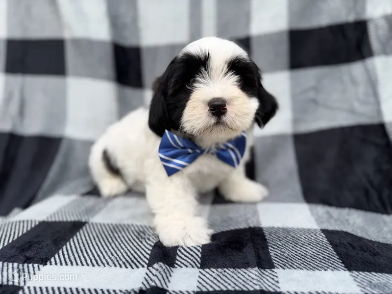 Simon – Shih Tzu, Shichon puppy for sale in Lakeland, FL