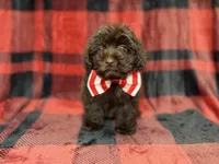 Bryant, a male Shihpoo and Poodle - Miniature  for sale in Lakeland, FL – 5 of 9