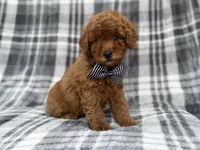Axel, a male Cavapoo and Poodle - Miniature  for sale in Lakeland, FL – 9 of 9