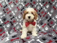 Lucky, a male Cockapoo for sale in Lakeland, FL – 10 of 10
