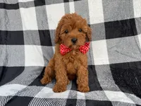 Bruno, a male Cavapoo for sale in Lakeland, FL – 4 of 9