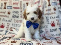 Tofu, a male Poodle - Miniature  for sale in Lakeland, FL – 7 of 10