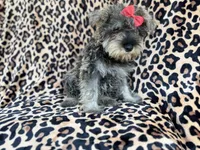 Pixie, a female Miniature Schnauzer for sale in Lakeland, FL – 3 of 9