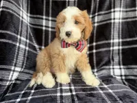 Cobra, a male Cavapoo for sale in Lakeland, FL – 2 of 8