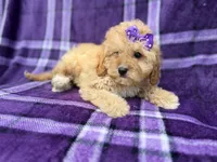 Ayla, a female Cavapoo for sale in Lakeland, FL – 7 of 8