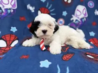 Sullivan, a male Shih Tzu and Shichon for sale in Lakeland, FL – 1 of 8