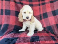 Tonka, a male Cocker Spaniel for sale in Lakeland, FL – 10 of 10