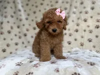 Allison, a female Poodle - Miniature  and Miniature Goldendoodle for sale in Lakeland, FL – 1 of 8