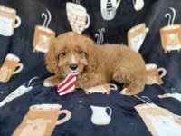 Bentley, a male Cavapoo for sale in Lakeland, FL – 8 of 9