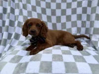 Domino, a male Cavapoo for sale in Lakeland, FL – 3 of 5