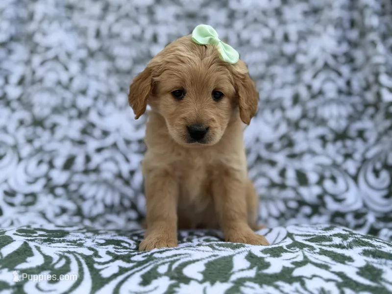 Brynlee – Goldendoodle, Golden Retriever puppy for sale in Lakeland, FL