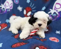 Sullivan, a male Shih Tzu and Shichon for sale in Lakeland, FL – 6 of 8