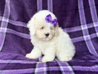 Hope, a female Bichpoo for sale in Lakeland, FL – 4 of 9