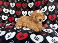 Olivia, a female Miniature Aussiedoodle for sale in Lakeland, FL – 3 of 9