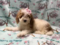 Taffy, a female Poodle - Miniature  for sale in Lakeland, FL – 2 of 10