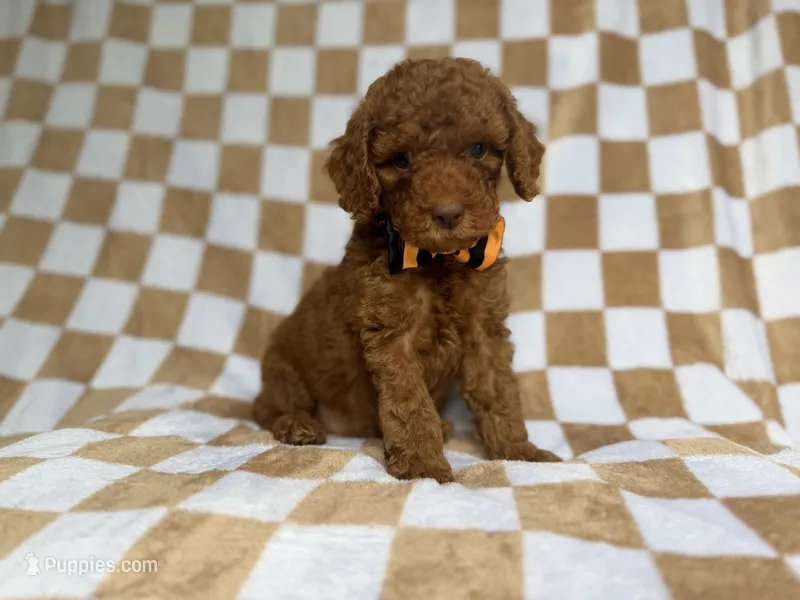 Mathew – Cockapoo, Poodle - Miniature  puppy for sale in Lakeland, FL