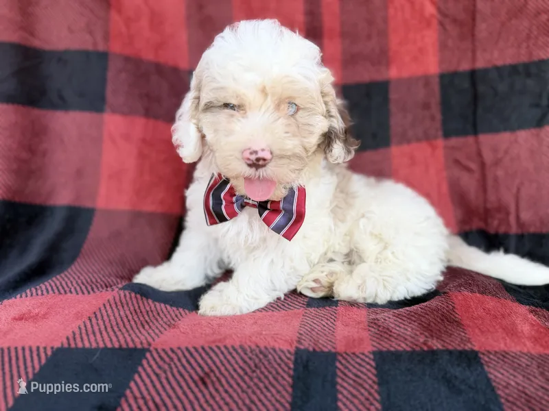 Slade – Cockapoo puppy for sale in Lakeland, FL