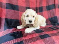 Tonka, a male Cocker Spaniel for sale in Lakeland, FL – 4 of 10