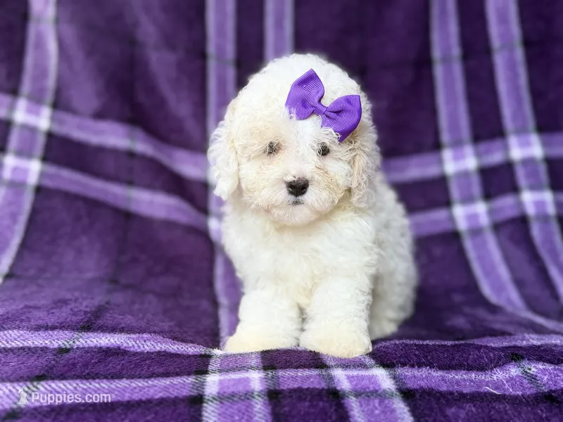 Hope – Bichpoo puppy for sale in Lakeland, FL