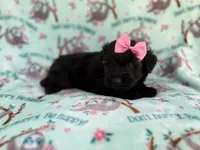 Darla, a female Miniature Aussiedoodle for sale in Lakeland, FL – 2 of 6