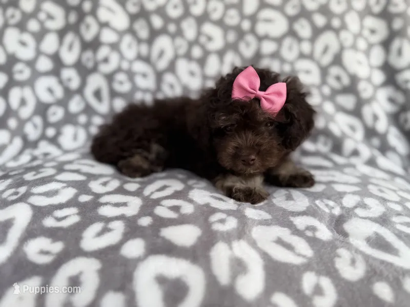 Sloan – Cockapoo puppy for sale in Lakeland, FL