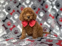 Smokey, a male Miniature Goldendoodle for sale in Lakeland, FL – 1 of 8