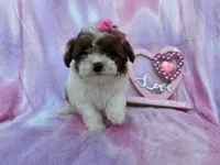 Zuma, a female Shihpoo and Poodle - Miniature  for sale in Lakeland, FL – Photo 8 of 8