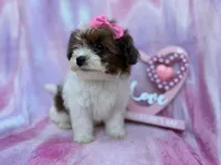 Zuma, a female Shihpoo and Poodle - Miniature  for sale in Lakeland, FL – Photo 6 of 8