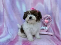 Zuma, a female Shihpoo and Poodle - Miniature  for sale in Lakeland, FL – Photo 4 of 8
