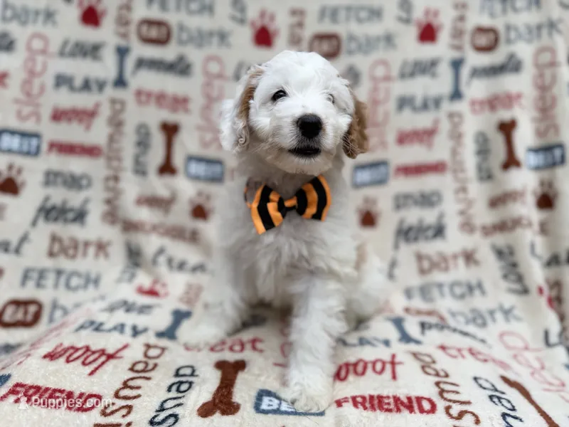 Louie – Cockapoo puppy for sale in Lakeland, FL