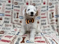 Louie, a male Cockapoo for sale in Lakeland, FL – 1 of 9