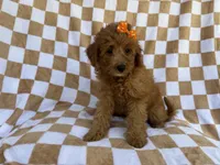 Ohana, a female Miniature Aussiedoodle for sale in Lakeland, FL – 1 of 8