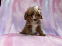 Mimi, a female Cavalier King Charles Spaniel and Poodle - Miniature  for sale in Lakeland, FL – Photo 6 of 10
