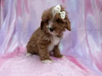 Mimi, a female Cavalier King Charles Spaniel and Poodle - Miniature  for sale in Lakeland, FL – Photo 3 of 10