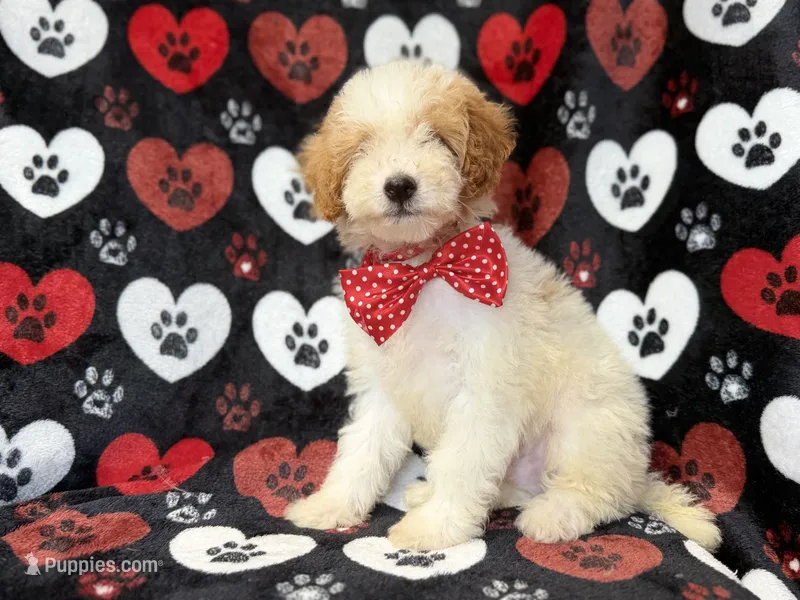 Spike – Cavapoo puppy for sale in Lakeland, FL