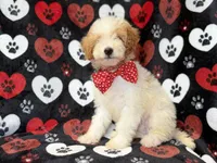 Spike, a male Cavapoo for sale in Lakeland, FL – 1 of 8