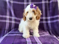Tara, a female Cockapoo for sale in Lakeland, FL – 3 of 10