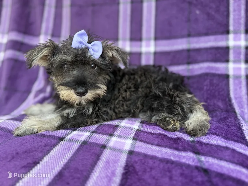 Puddles – Miniature Schnauzer puppy for sale in Lakeland, FL