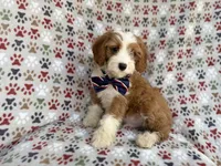 Cash, a male Cavapoo for sale in Lakeland, FL – 3 of 10