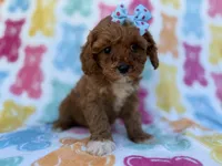 Nova, a female Cavalier King Charles Spaniel and Poodle - Miniature  for sale in Lakeland, FL – Photo 4 of 8