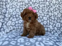 Scarlett, a female Cavapoo and Poodle - Miniature  for sale in Lakeland, FL – Photo 1 of 10