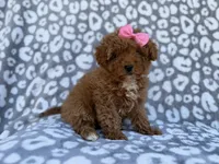 Scarlett, a female Cavapoo and Poodle - Miniature  for sale in Lakeland, FL – Photo 7 of 10