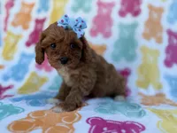 Nova, a female Cavalier King Charles Spaniel and Poodle - Miniature  for sale in Lakeland, FL – Photo 7 of 8