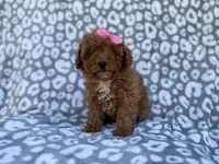 Scarlett, a female Cavapoo and Poodle - Miniature  for sale in Lakeland, FL – Photo 10 of 10