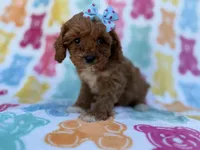Nova, a female Cavalier King Charles Spaniel and Poodle - Miniature  for sale in Lakeland, FL – Photo 6 of 8