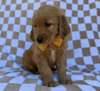 Mikey, a male Golden Retriever for sale in Lakeland, FL – Photo 2 of 8