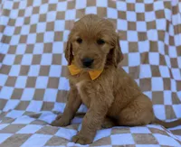 Mikey, a male Golden Retriever for sale in Lakeland, FL – Photo 7 of 8