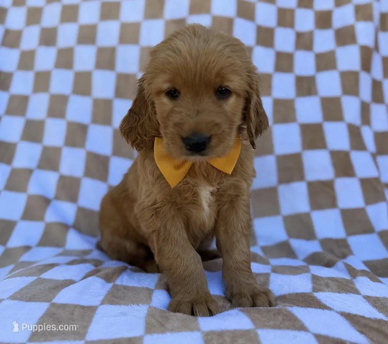 Mikey – Golden Retriever puppy for sale in Lakeland, FL