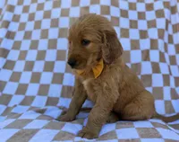 Mikey, a male Golden Retriever for sale in Lakeland, FL – Photo 8 of 8