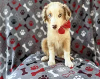 Browser , a male Miniature Australian Shepherd for sale in Lakeland, FL – 2 of 8